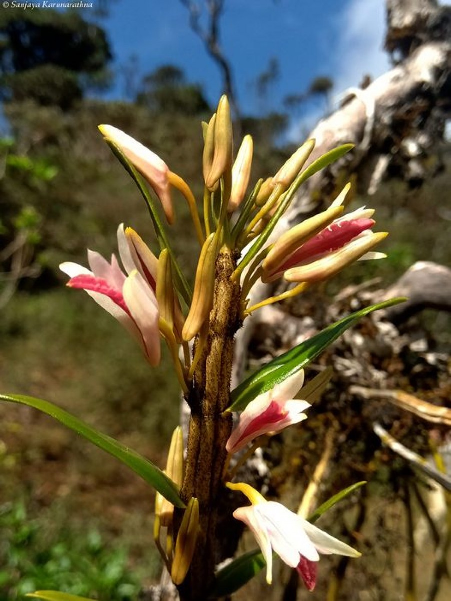 Dendrobium jerdonianum Wight